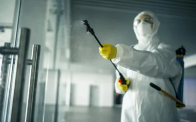 Dedetização em BH funciona mesmo? Quanto tempo dura o efeito do serviço?