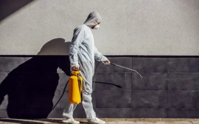 Dedetizadora em BH: como escolher uma empresa confiável e regularizada?
