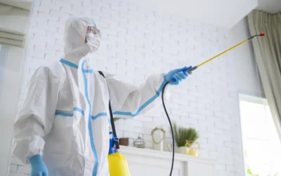 Dedetização BH: é possível resolver o problema sem precisar sair do imóvel?