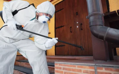 Dedetização BH: quanto custa manter um ambiente protegido o ano inteiro em Belo Horizonte?