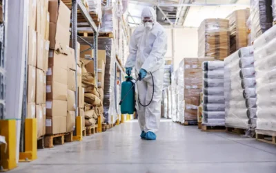 Dedetizadora BH: como saber se o problema é infestação ou apenas um foco isolado?