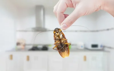Dedetização BH em condomínios: de quem é a responsabilidade quando surgem pragas nas áreas comuns?