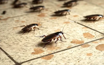 Dedetização BH: quais áreas do condomínio exigem maior atenção no controle de pragas durante o ano?