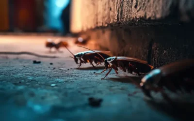 Dedetizadora BH para imobiliárias: como preparar imóveis desocupados para locação sem riscos de infestação?