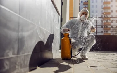 Dedetizadora BH: quais sinais indicam infestação antes que os moradores percebam o problema?