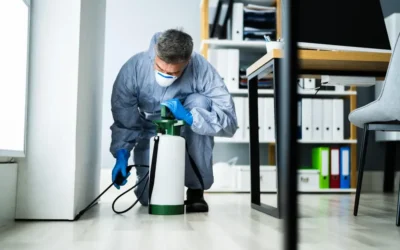 Dedetização em BH: apartamentos pequenos pagam menos pelo controle de baratas?