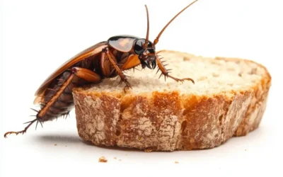 Dedetizadora em BH: quando o aparecimento de uma barata indica a necessidade de um serviço profissional?